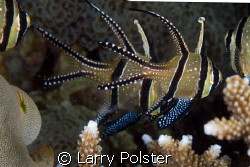 Banggai Cardinalfish, D2X, 60mm by Larry Polster 